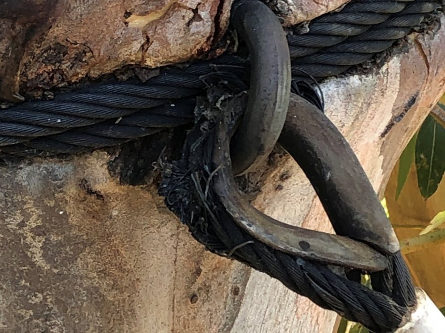 Frayed cable on tree trunk